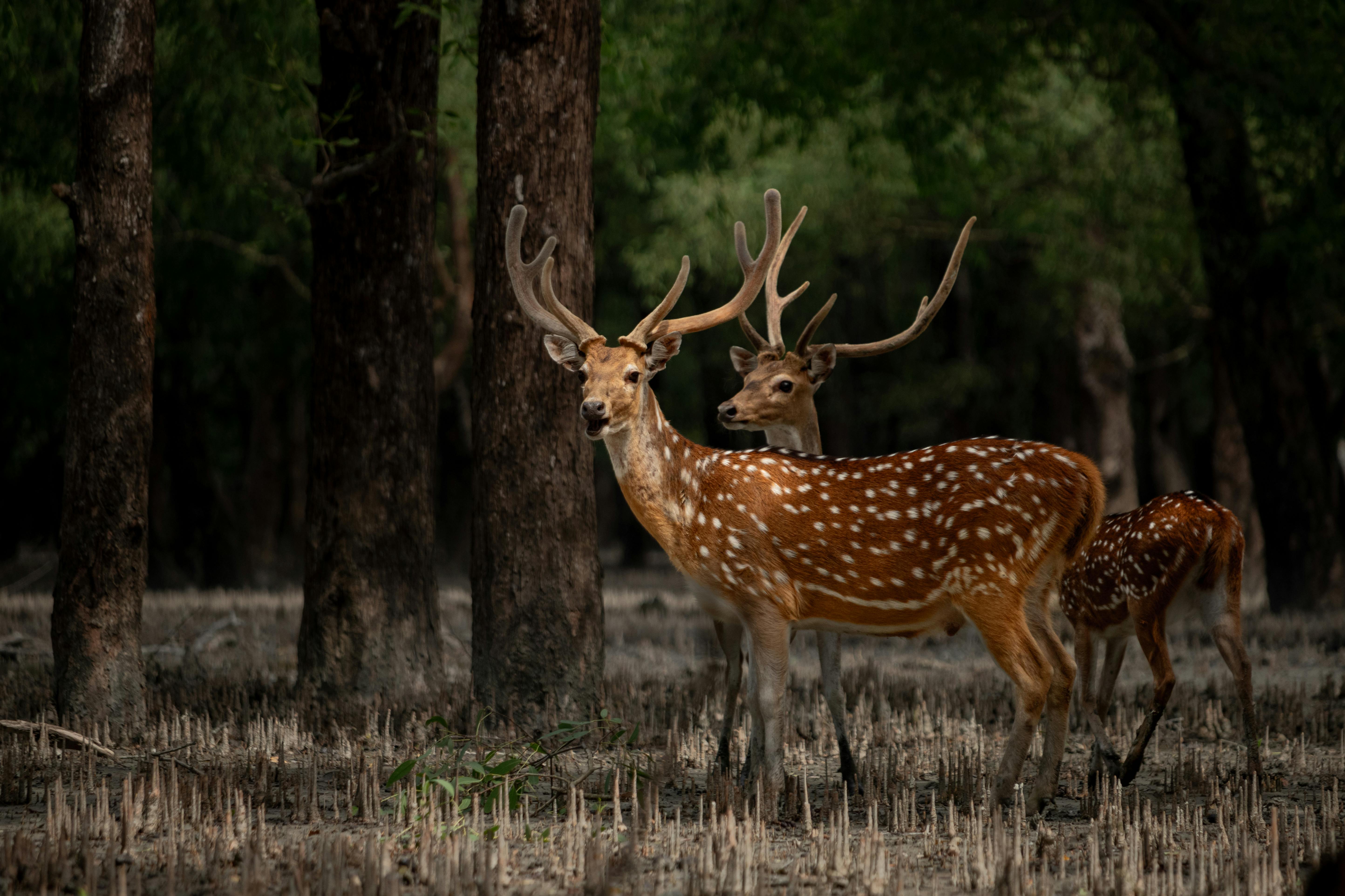 সুন্দরবন ট্যুর