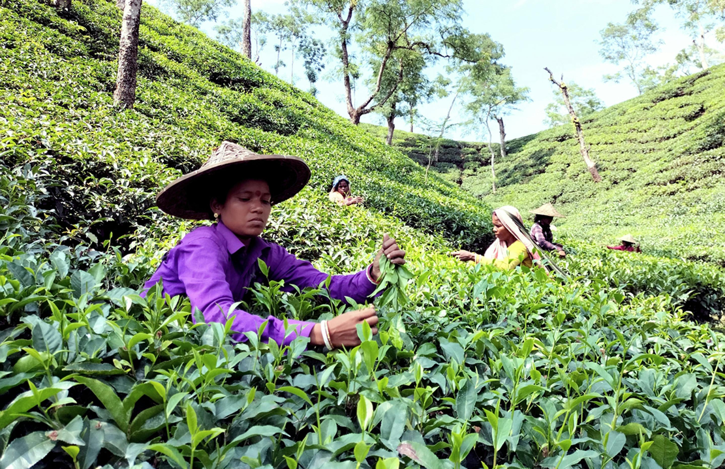 শ্রীমঙ্গল ট্যুর